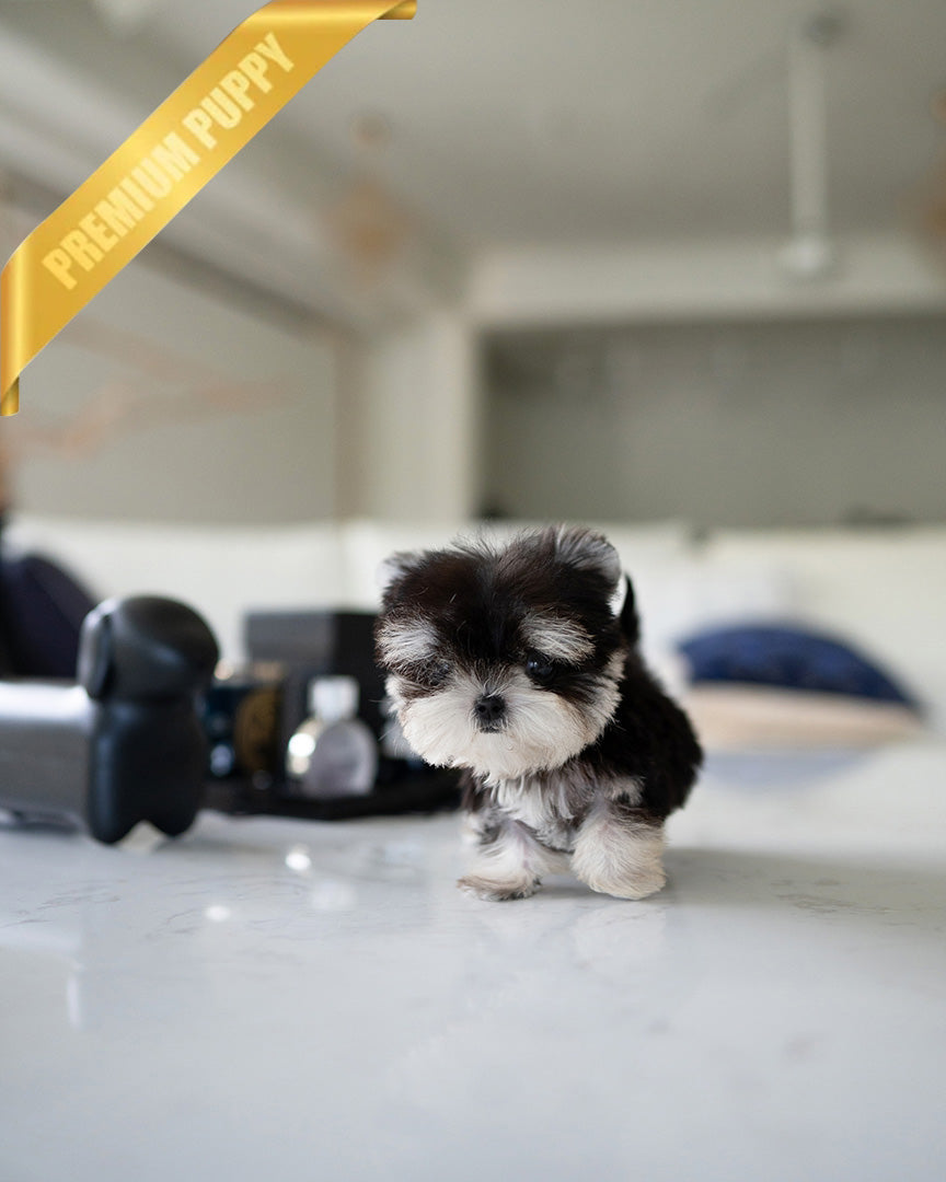 COLA - MALE - ROLLY TEACUP PUPPIES -