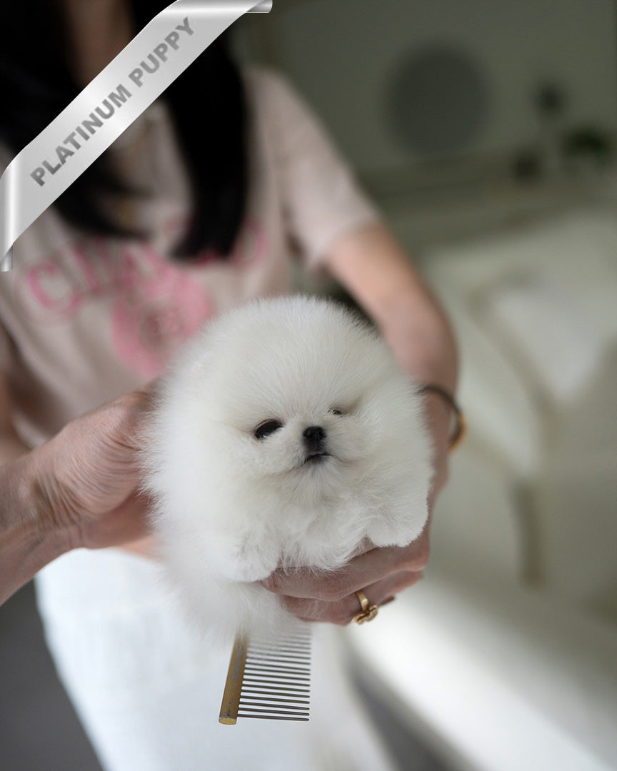 PUFFIN - FEMALE (PURCHASED by LILLIANE) - ROLLY TEACUP PUPPIES - TEACUP PUPPY FOR SALE