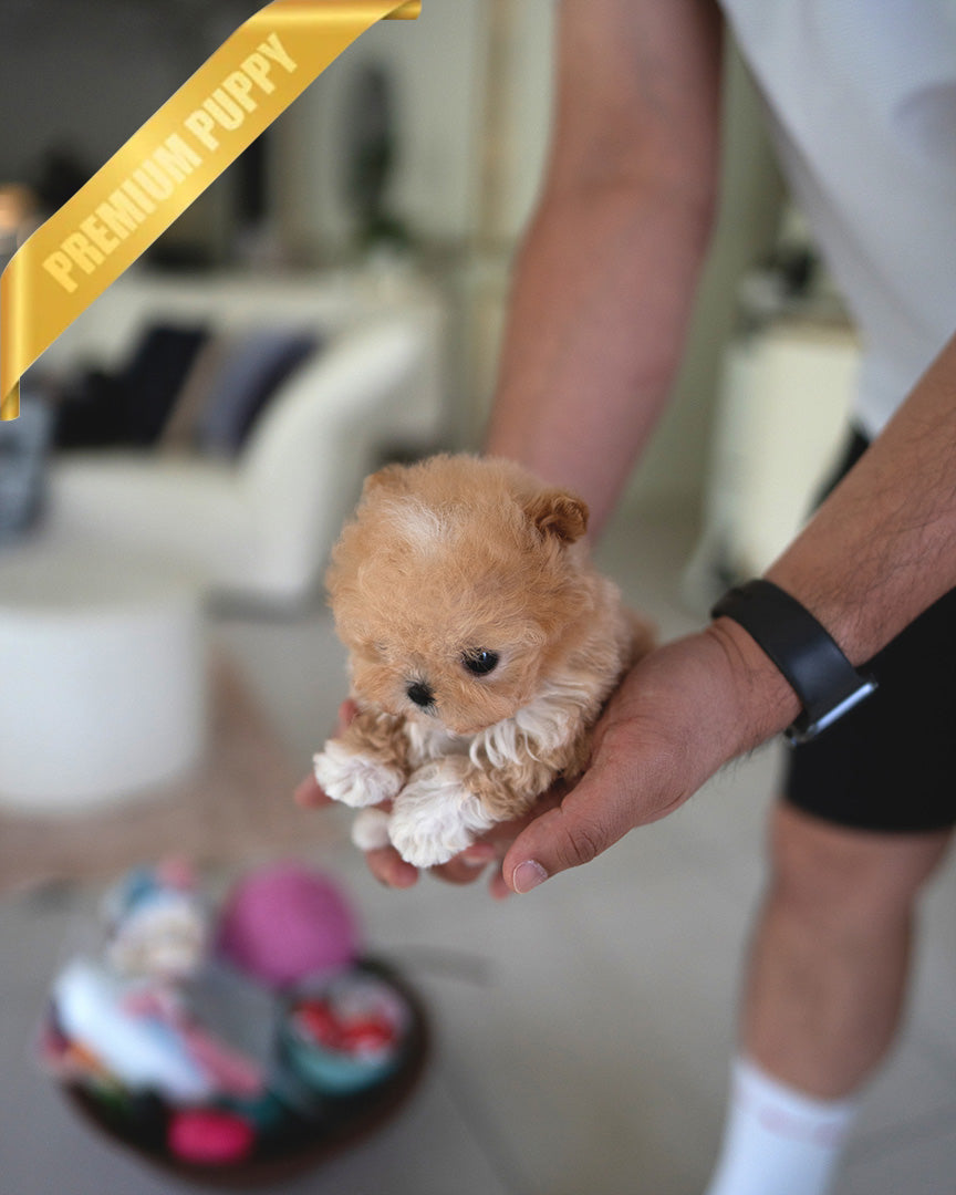 GIGI - FEMALE (PURCHASED by HANAN) - ROLLY TEACUP PUPPIES - TEACUP PUPPY FOR SALE