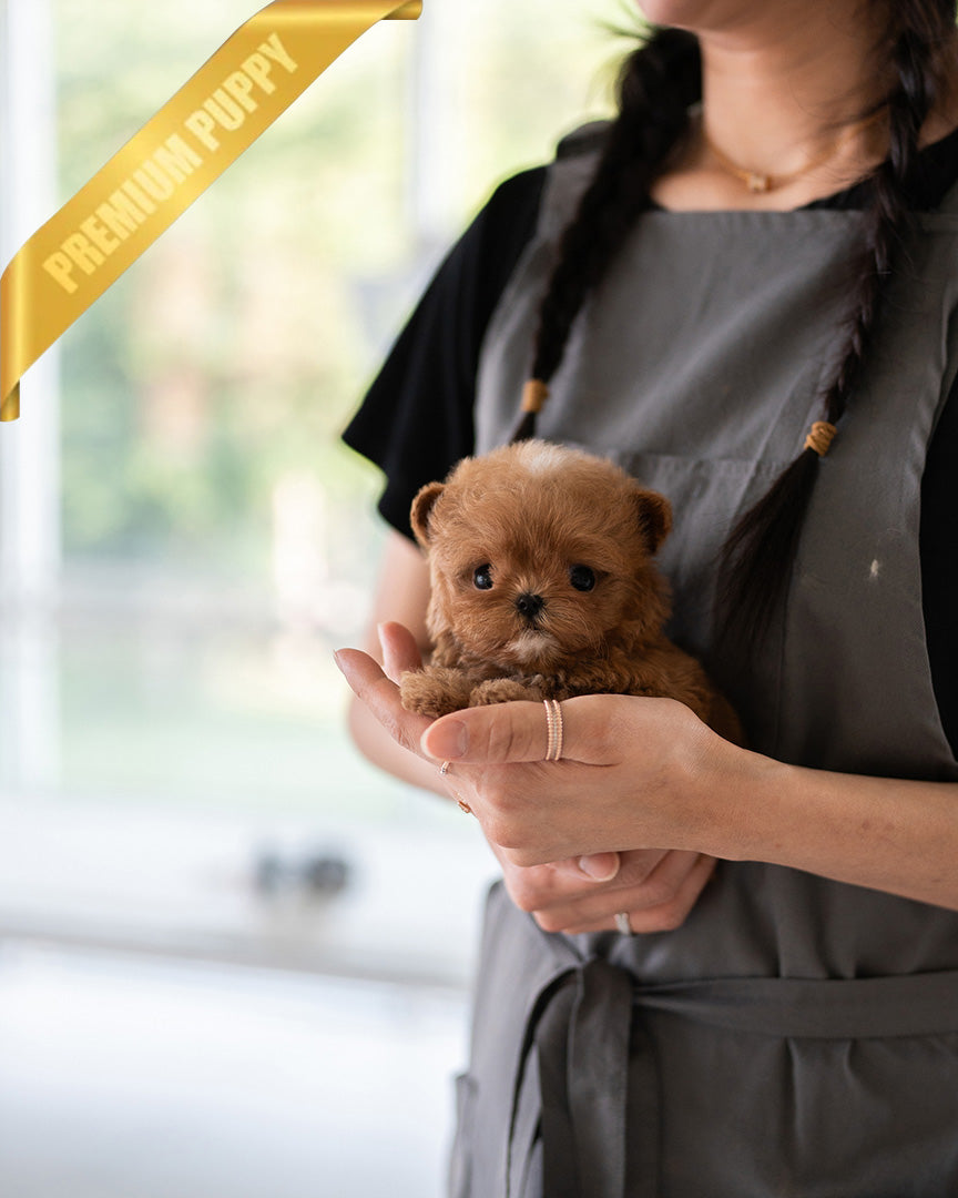 CHLOE - FEMALE (PURCHASED by AZIZ) - ROLLY TEACUP PUPPIES - TEACUP PUPPY FOR SALE