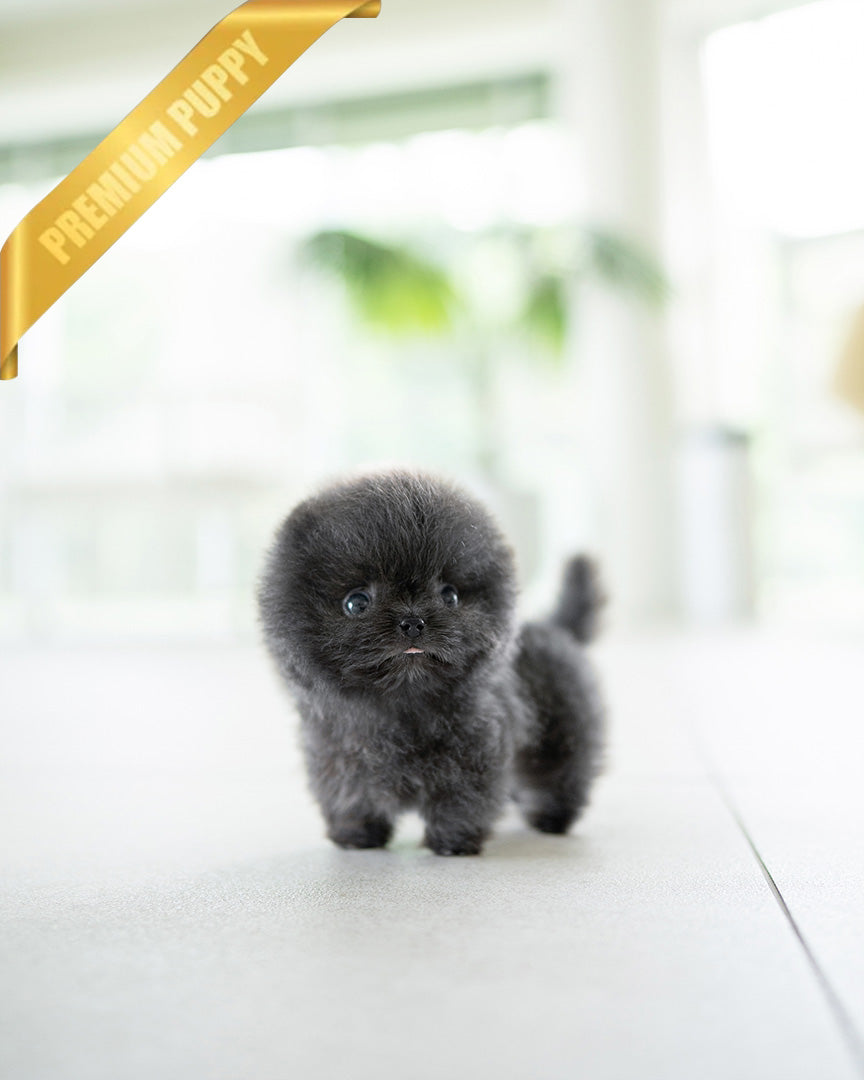 INDIGO  - MALE (PURCHASED by JENNY) - ROLLY TEACUP PUPPIES - TEACUP PUPPY FOR SALE