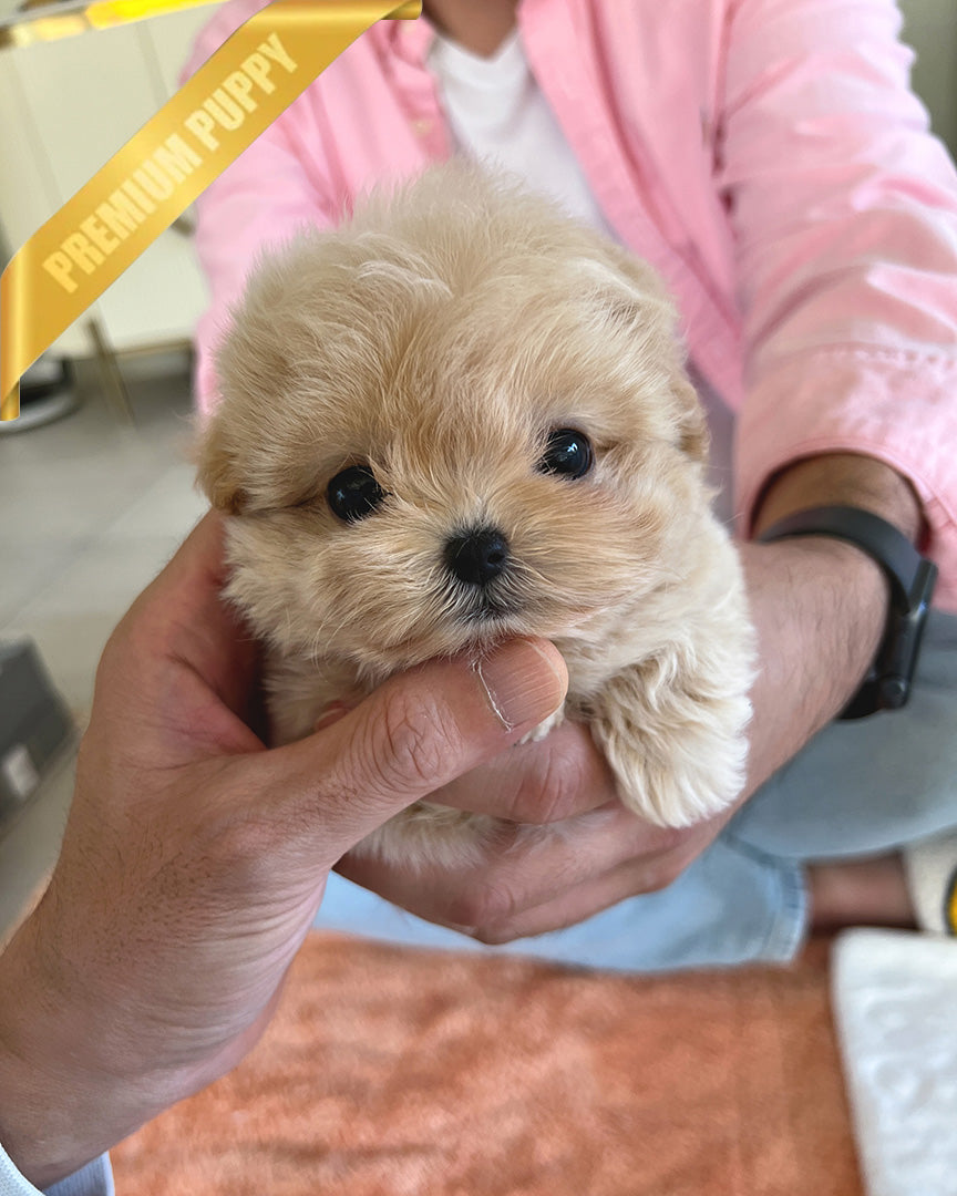 ZOEY - FEMALE - ROLLYPUPS OFFICIAL