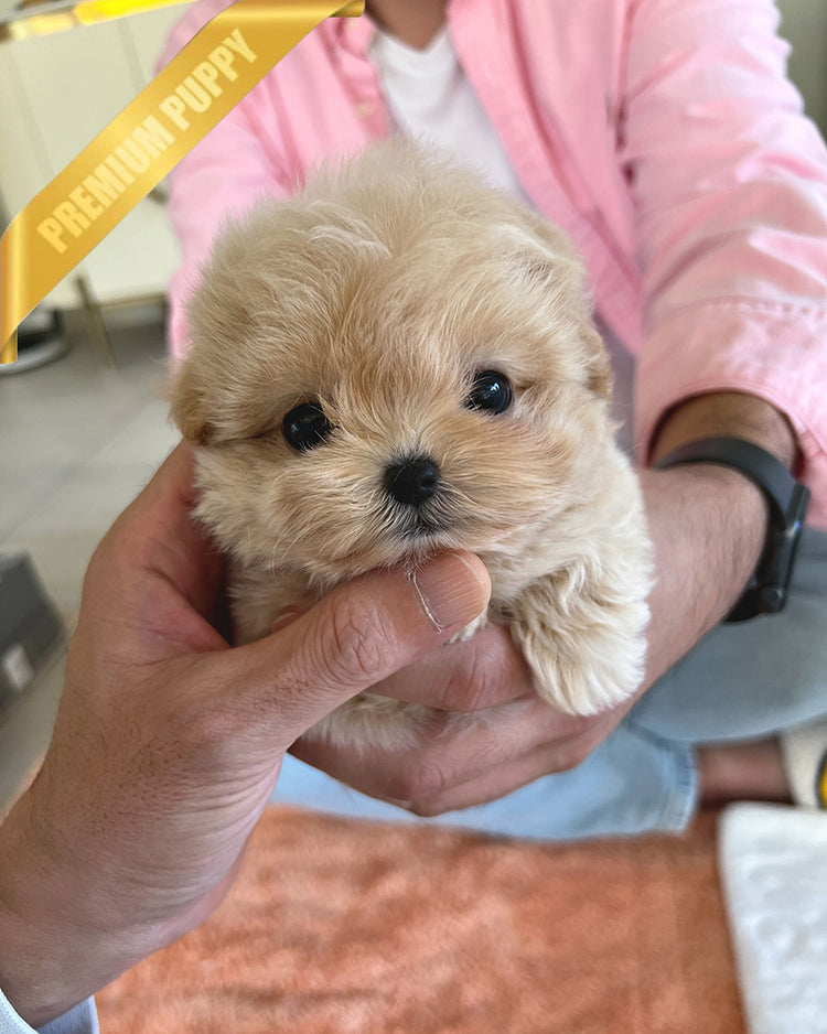 ZOEY - FEMALE - ROLLYPUPS OFFICIAL