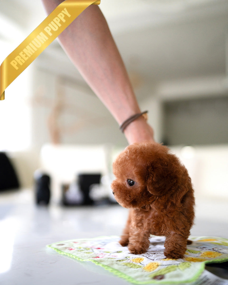 MILO - MALE (PURCHASED by LILIANA) - ROLLY TEACUP PUPPIES - TEACUP PUPPY FOR SALE