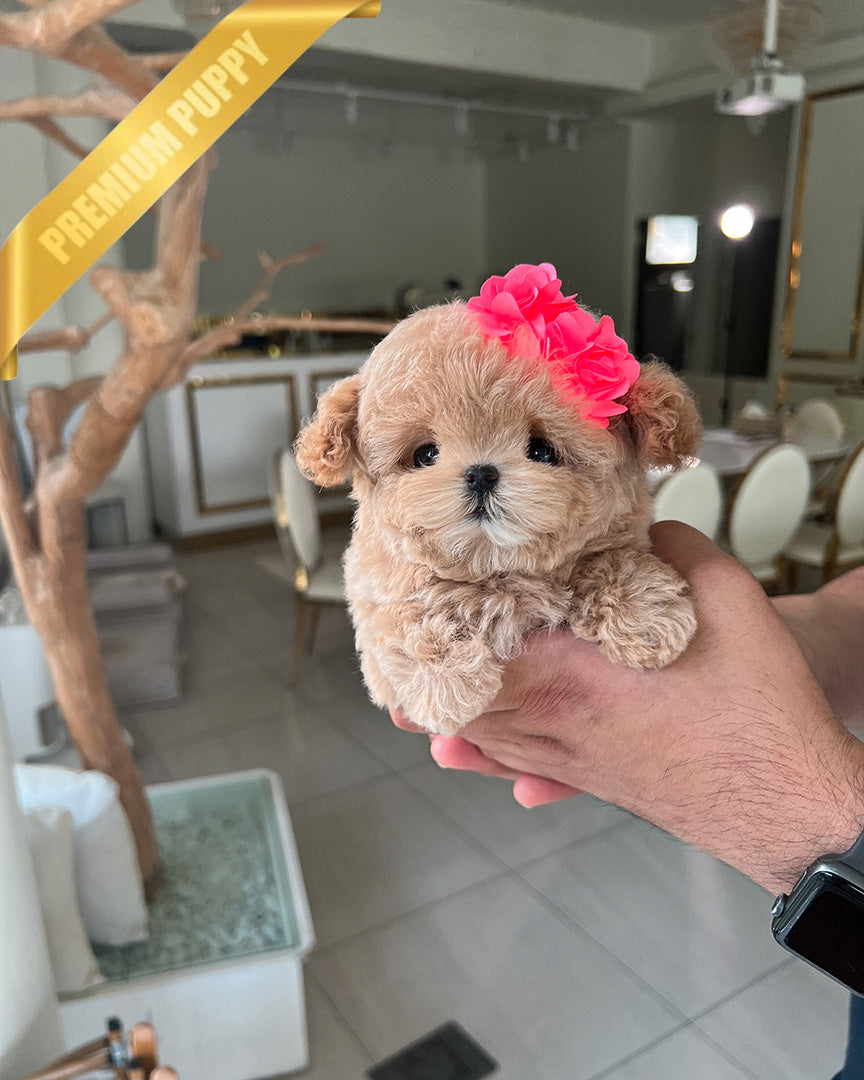 LALA - FEMALE (PURCHASED by LEE) - ROLLY TEACUP PUPPIES - TEACUP PUPPY FOR SALE