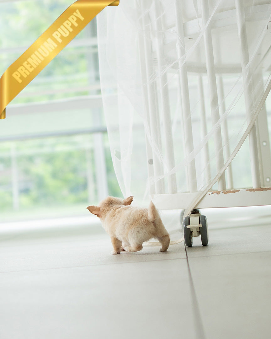 LOLA - FEMALE (PURCHASED by BETH) - ROLLY TEACUP PUPPIES - TEACUP PUPPY FOR SALE