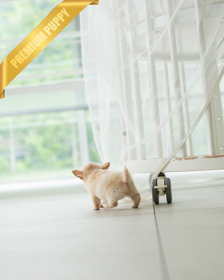 LOLA - FEMALE (PURCHASED by BETH) - ROLLY TEACUP PUPPIES - TEACUP PUPPY FOR SALE