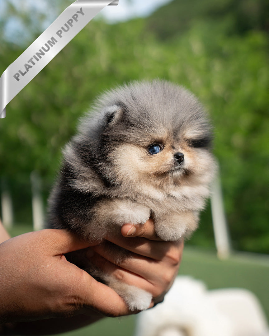 DIANA - FEMALE  (PURCHASED by TH) - ROLLY TEACUP PUPPIES - TEACUP PUPPY FOR SALE