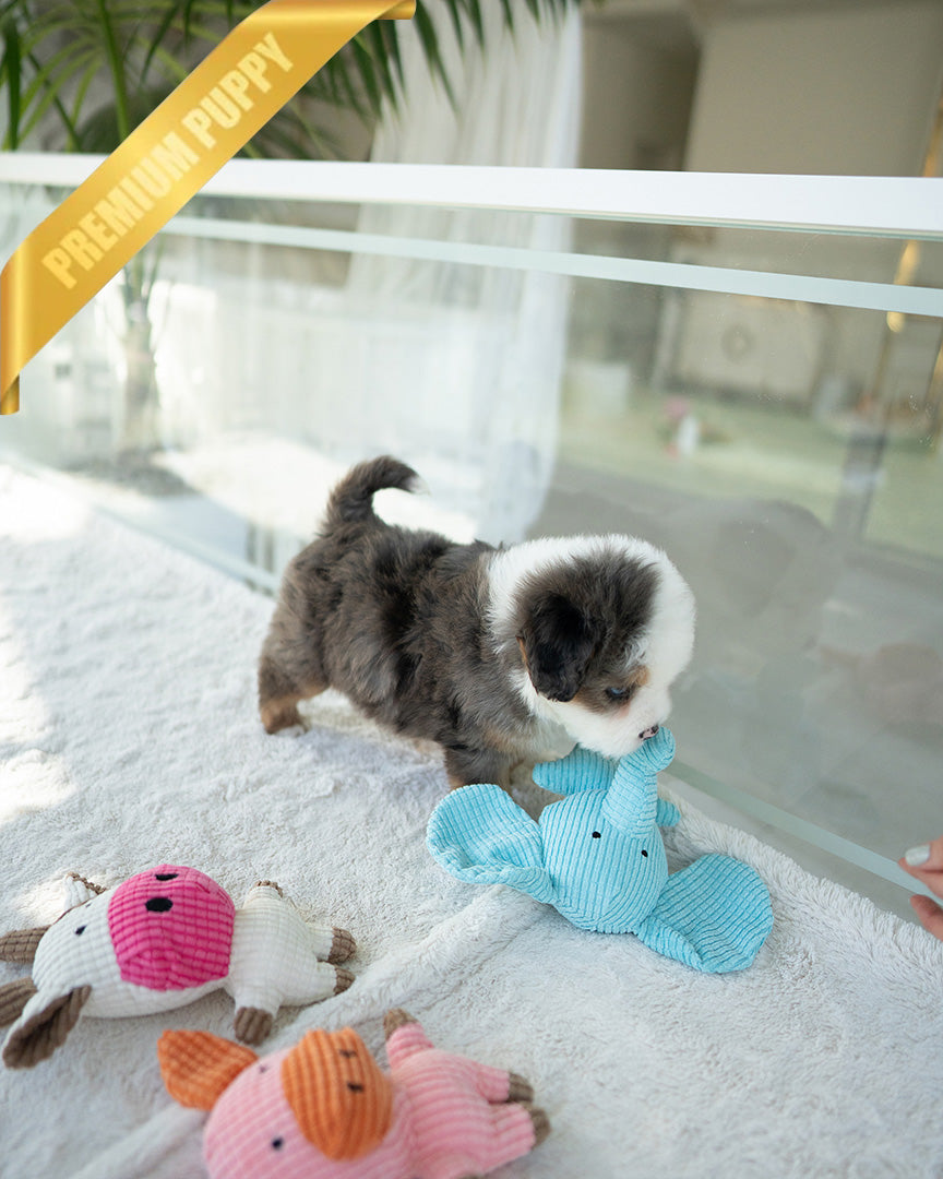 NOVA - FEMALE (PURCHASED by ANDREA) - ROLLY TEACUP PUPPIES - TEACUP PUPPY FOR SALE