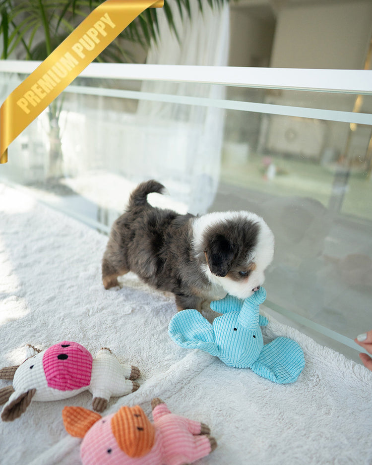 NOVA - FEMALE (PURCHASED by ANDREA) - ROLLY TEACUP PUPPIES - TEACUP PUPPY FOR SALE