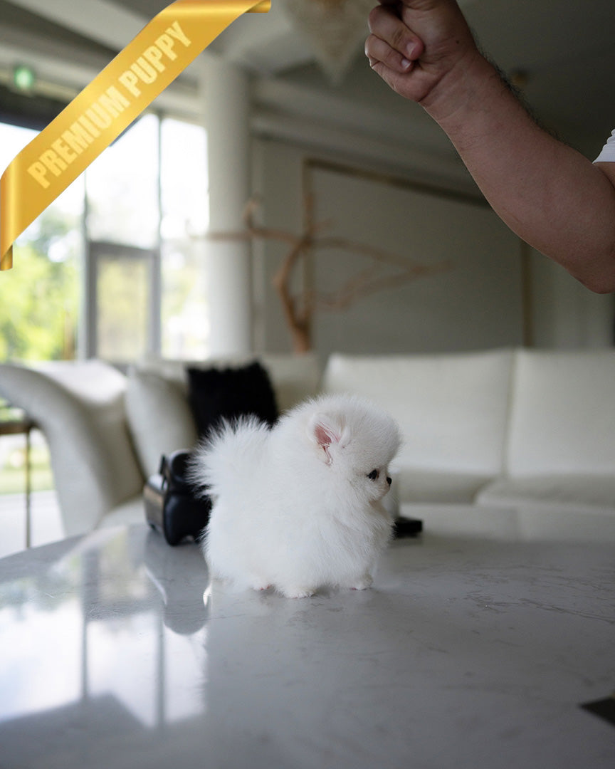 SNOWY - MALE (RESERVED by ISAAC) - ROLLY TEACUP PUPPIES - TEACUP PUPPY FOR SALE