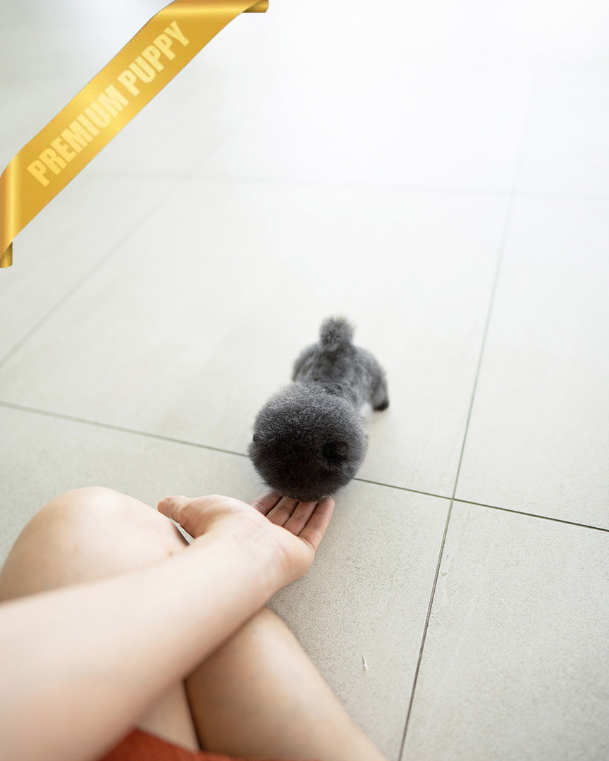 INDIGO  - MALE (PURCHASED by JENNY) - ROLLY TEACUP PUPPIES - TEACUP PUPPY FOR SALE