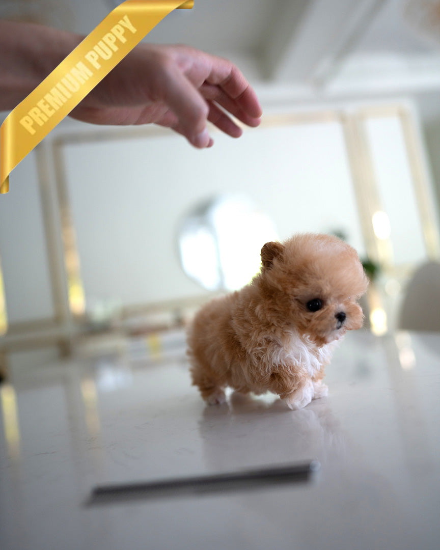 GIGI - FEMALE (PURCHASED by HANAN) - ROLLY TEACUP PUPPIES - TEACUP PUPPY FOR SALE