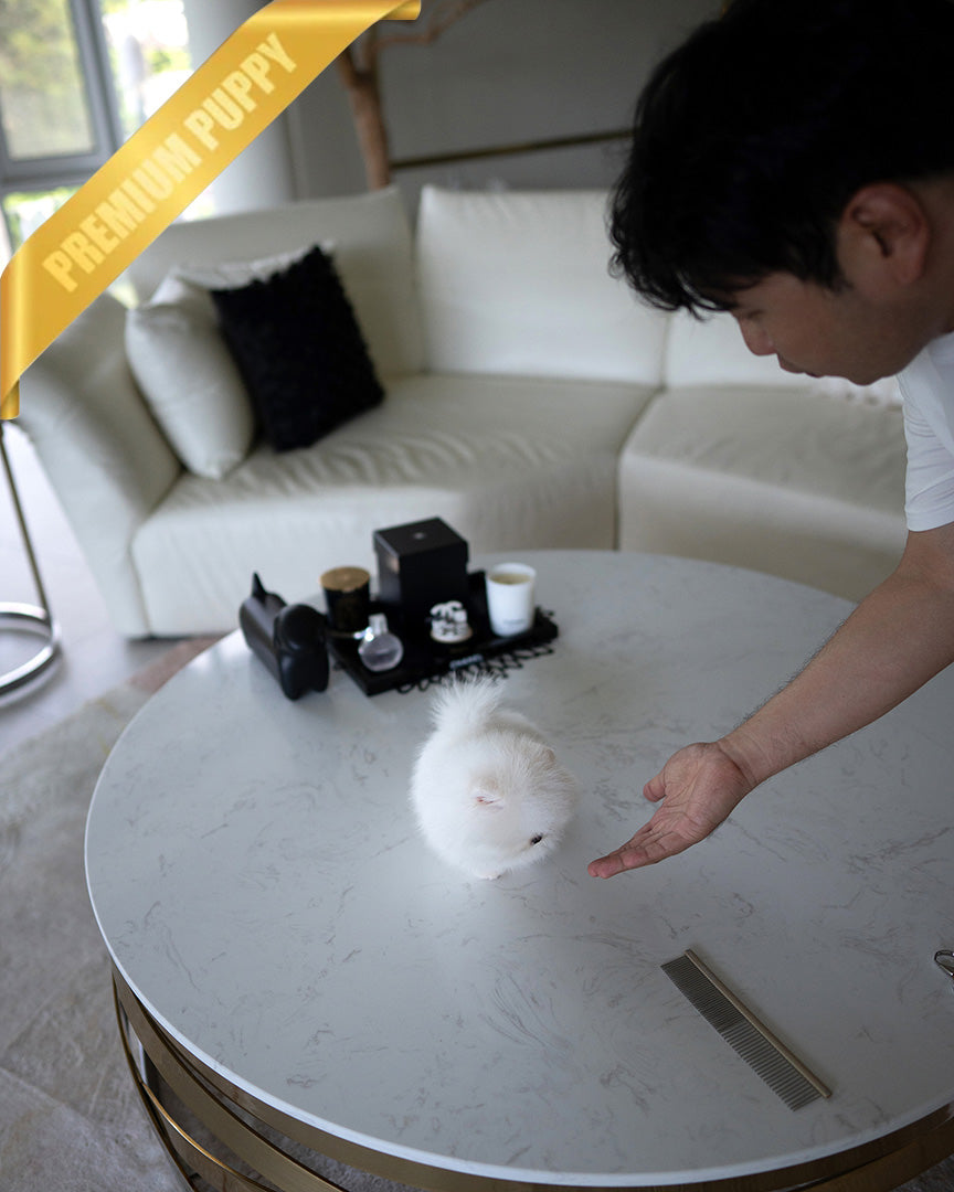 SNOWY - MALE (RESERVED by ISAAC) - ROLLY TEACUP PUPPIES - TEACUP PUPPY FOR SALE