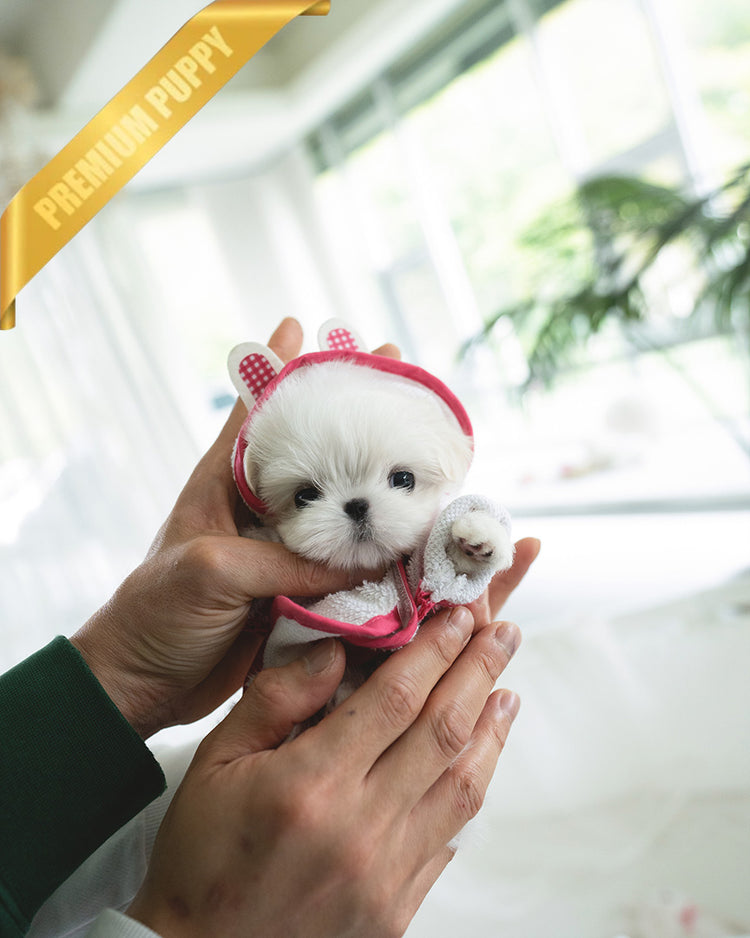 MOLLY - FEMALE (RESERVED by LILA) - ROLLYPUPS OFFICIAL
