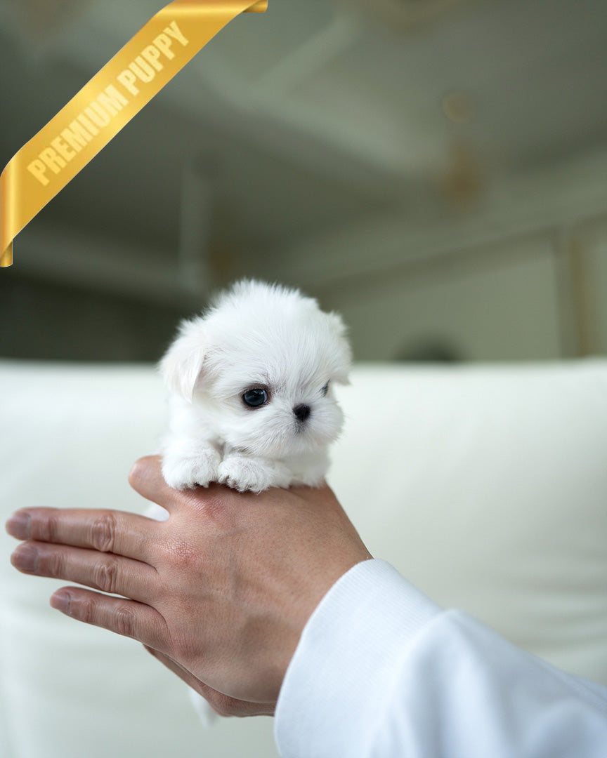 MOLLY - FEMALE (RESERVED by LILA) - ROLLYPUPS OFFICIAL