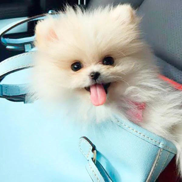 Annie - Pomeranian