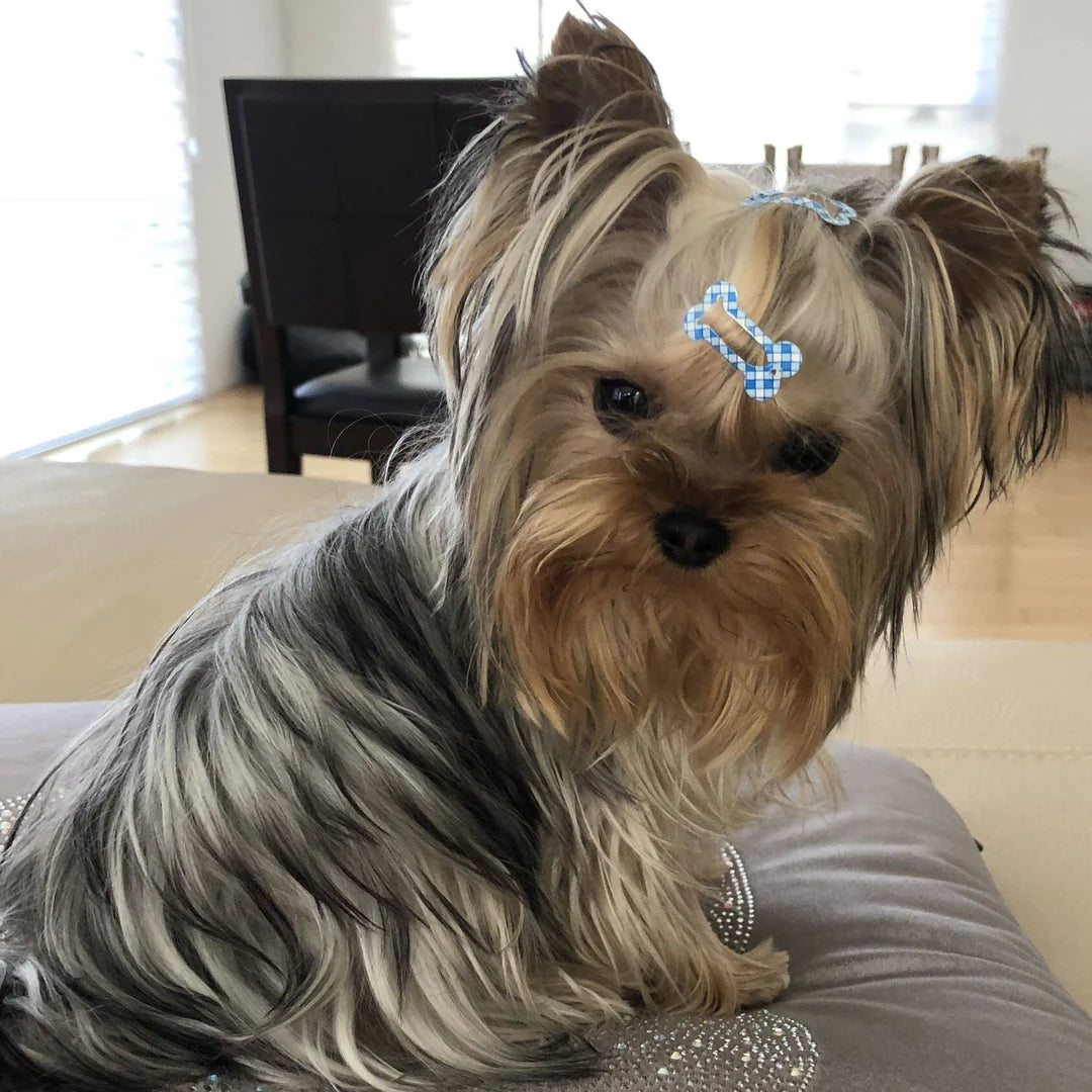 Coco - Yorkie