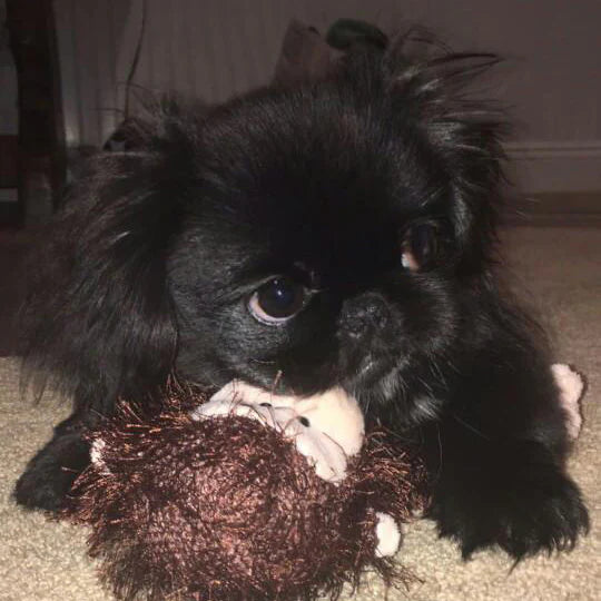 Cory - Pekingese