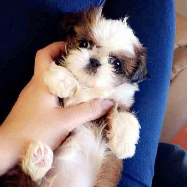 Fiona - Shih Tzu