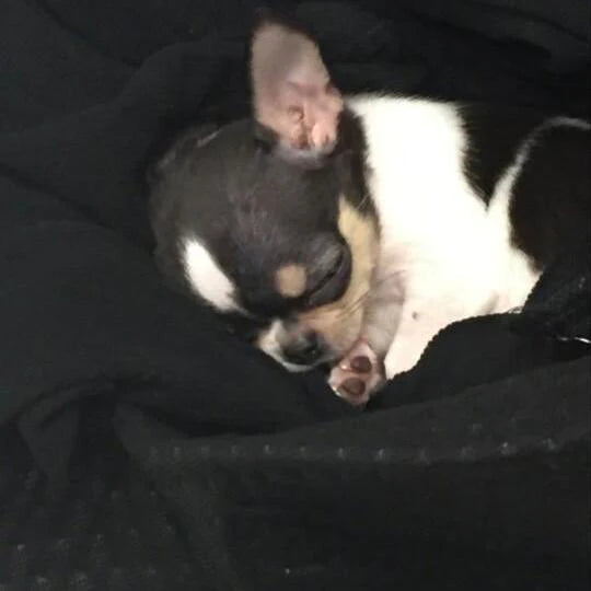 Gus - Chihuahua