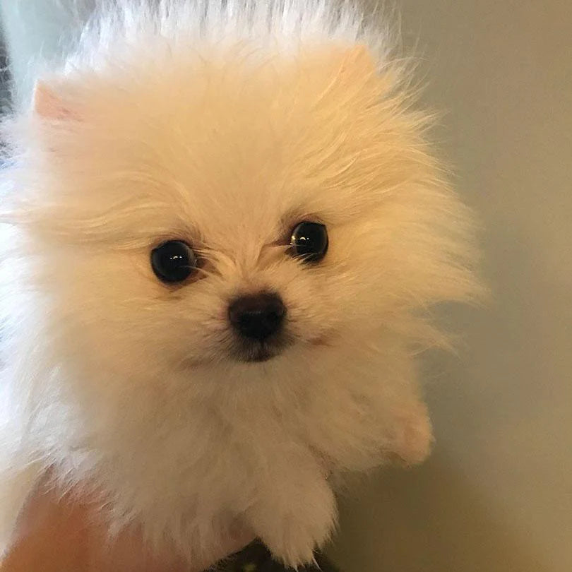 Junior - Pomeranian