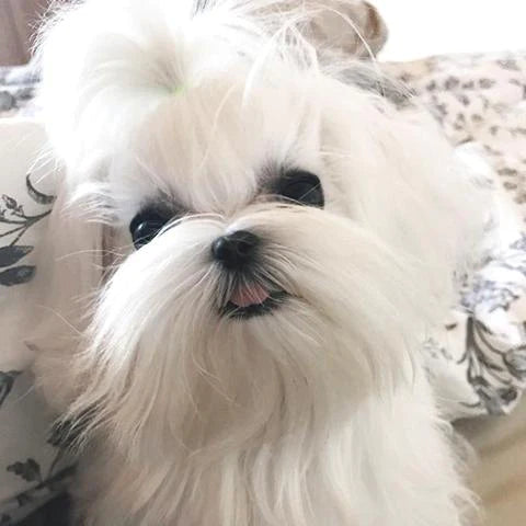 Kiwi - Maltese