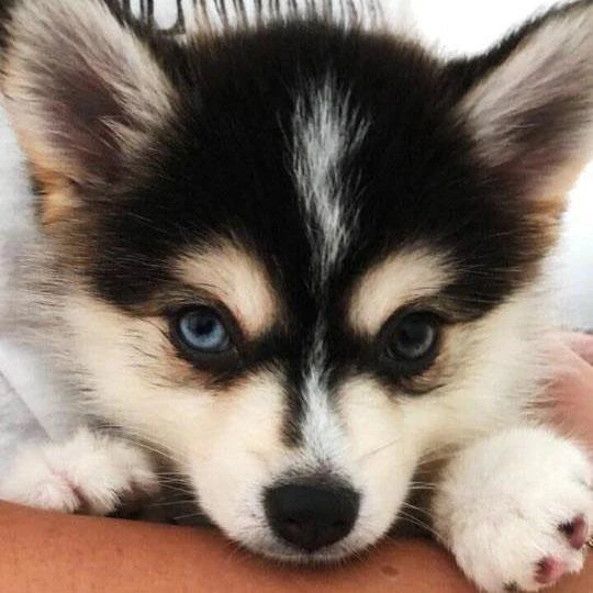 Nala - Pomsky