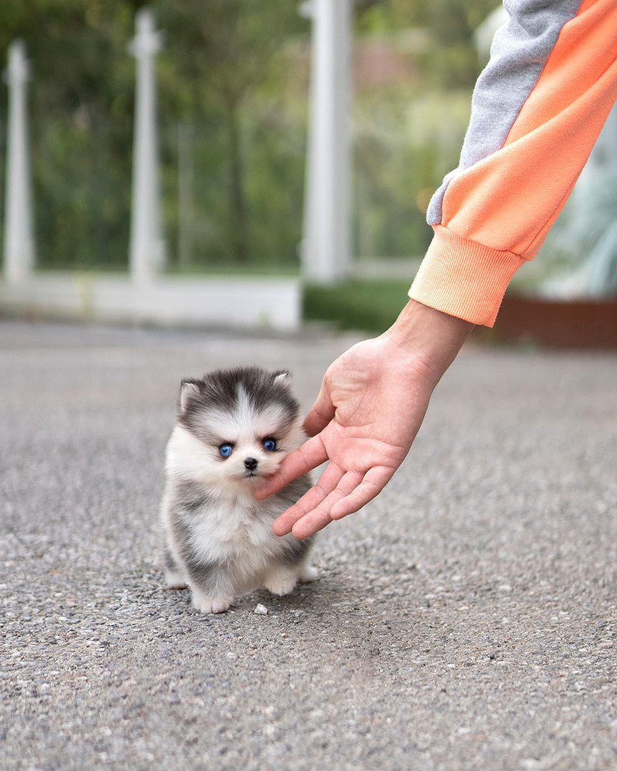 POMSKY