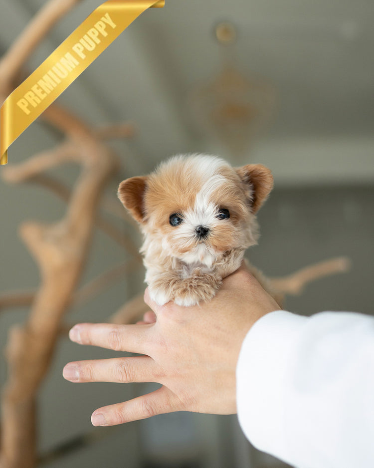 DOLORES - FEMALE (PURCHASED by MELBOURNE) - ROLLYPUPS OFFICIAL