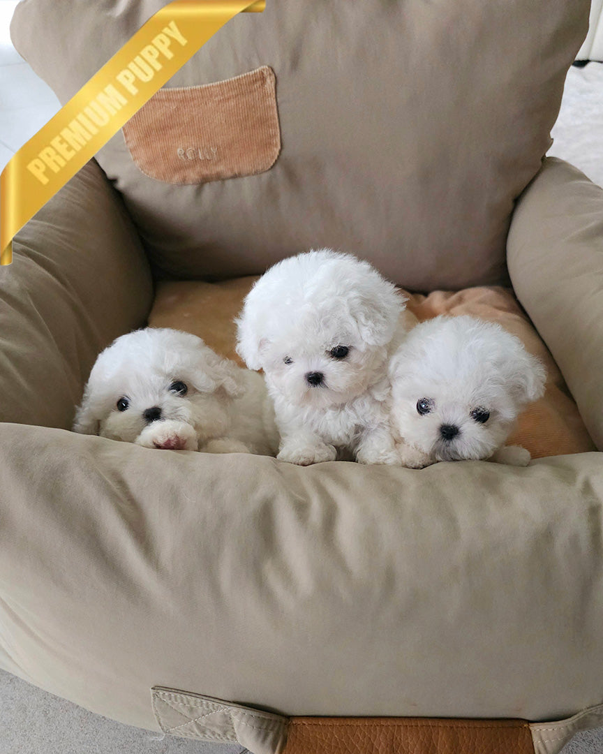 LADY & POLAR & TOBY - FEMALE & MALE - ROLLYPUPS OFFICIAL