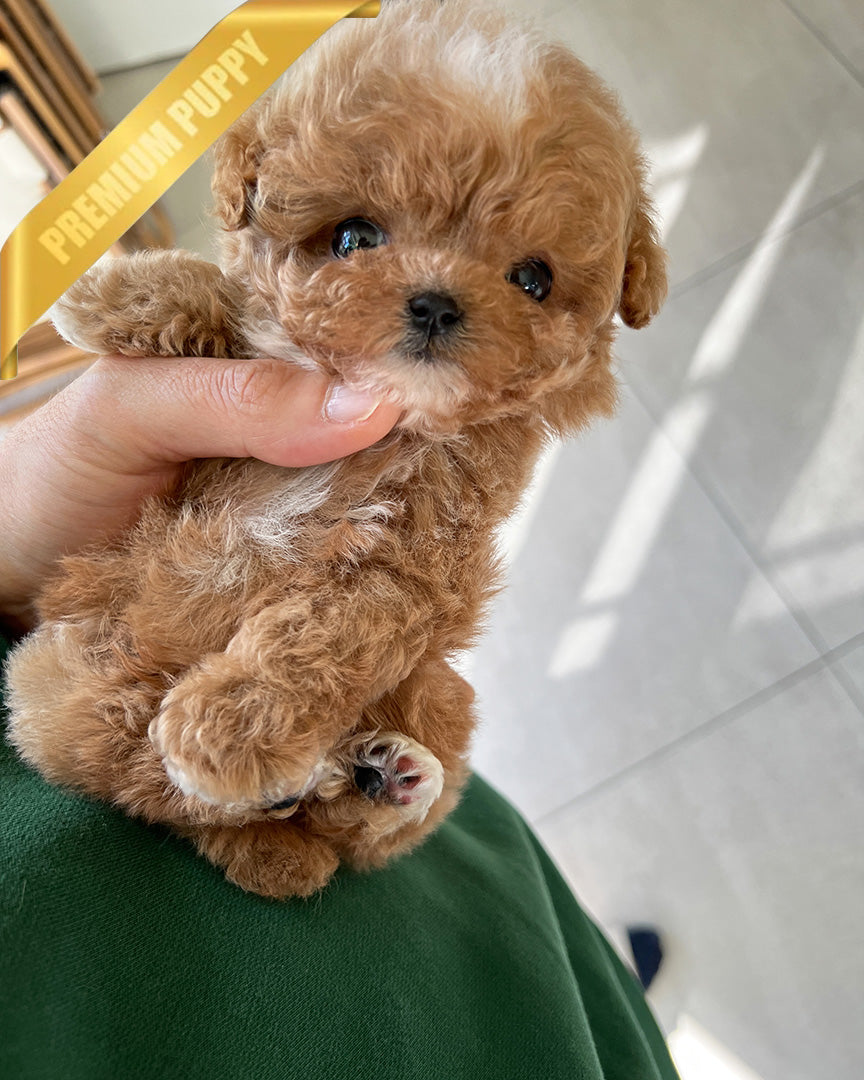 TRUFFLE - MALE (PURCHASED by NIKI) - ROLLYPUPS OFFICIAL