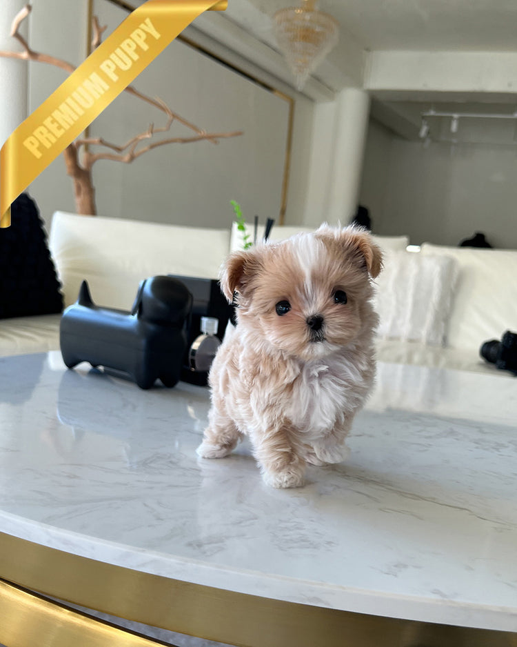 CHLOE - FEMALE - ROLLY TEACUP PUPPIES - TEACUP PUPPY FOR SALE