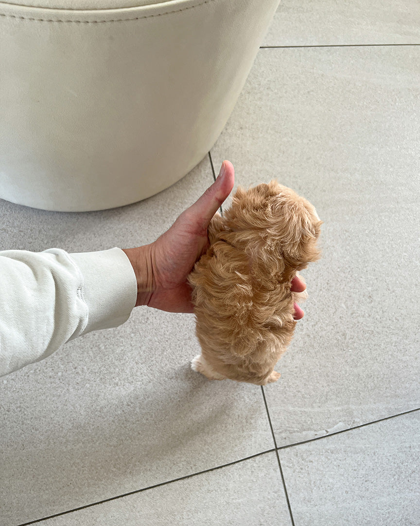 GIGI - FEMALE (RESERVED by GENEVIEVE) - ROLLY TEACUP PUPPIES - TEACUP PUPPY FOR SALE