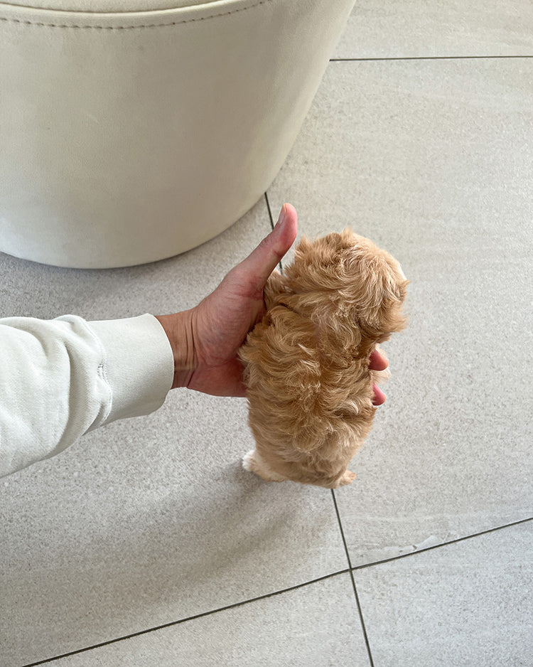 GIGI - FEMALE (RESERVED by GENEVIEVE) - ROLLY TEACUP PUPPIES - TEACUP PUPPY FOR SALE