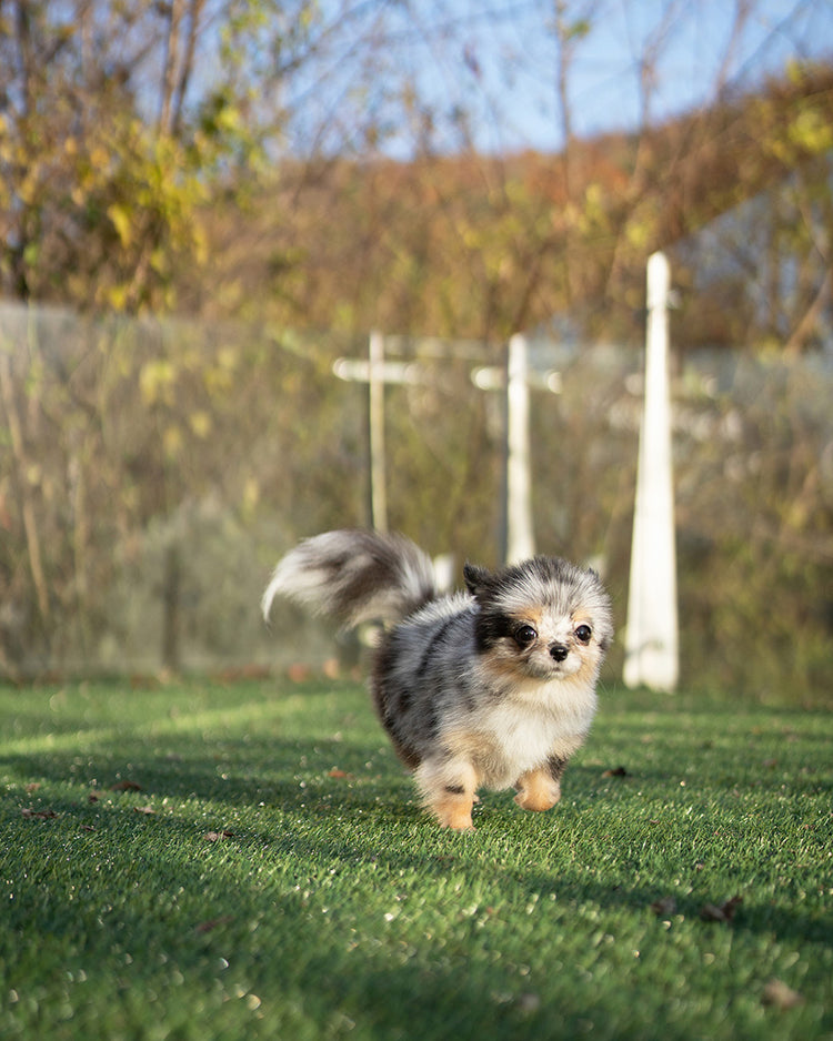 ALLURE - FEMALE - ROLLY TEACUP PUPPIES