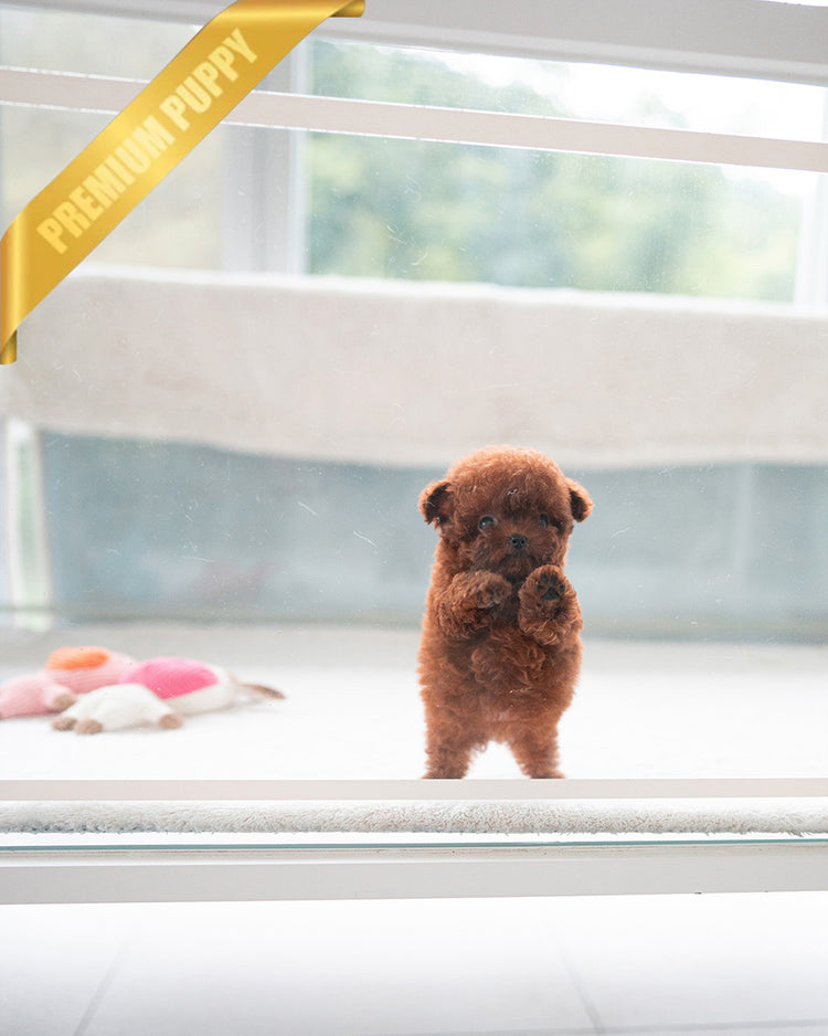 VELVET - FEMALE (PURCHASED by ARMANDINA) - ROLLY TEACUP PUPPIES - TEACUP PUPPY FOR SALE