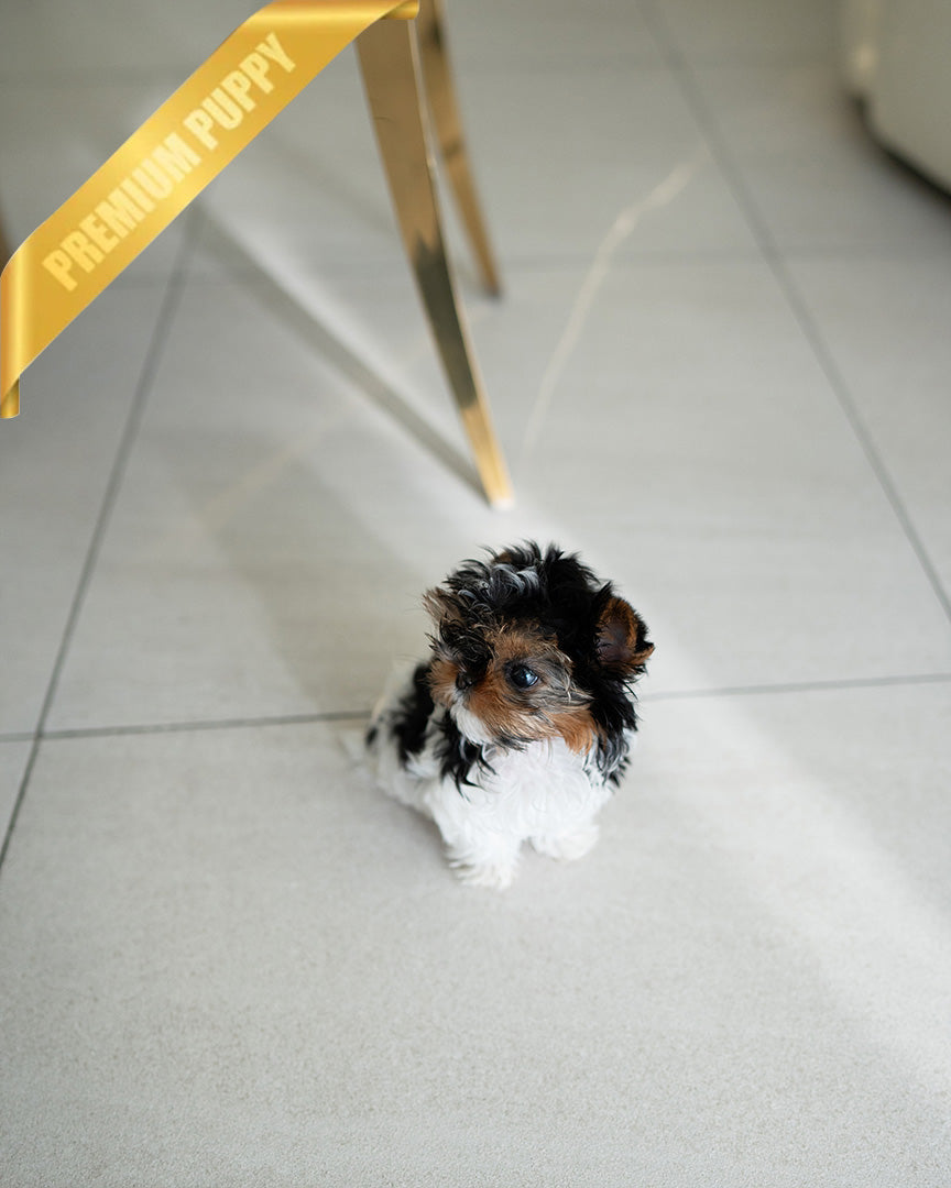 CELINE - FEMALE (RESERVED by ASHLEY)