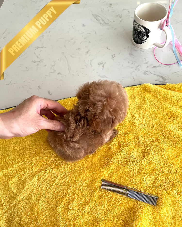 BENNETT - MALE (PURCHASED by LAZARA) - ROLLY TEACUP PUPPIES - TEACUP PUPPY FOR SALE