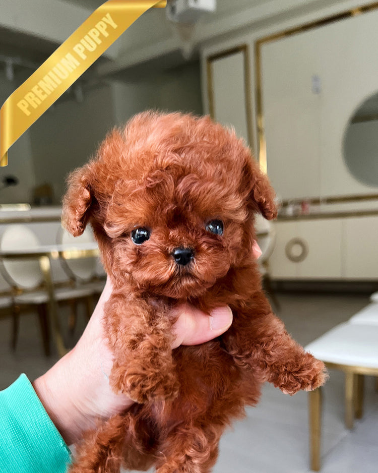 ROSE - FEMALE (PURCHASED by CHEN) - ROLLYPUPS OFFICIAL