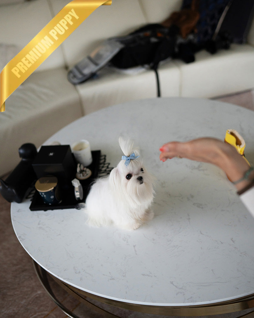 TOTO - MALE (PURCHASED by SWATI)