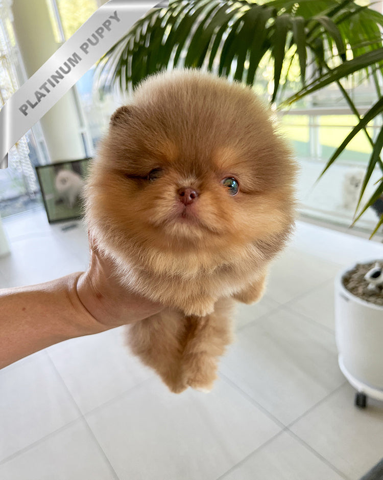 HERSHEY - MALE (PURCHASED by SABRINA) - ROLLY TEACUP PUPPIES - TEACUP PUPPY FOR SALE