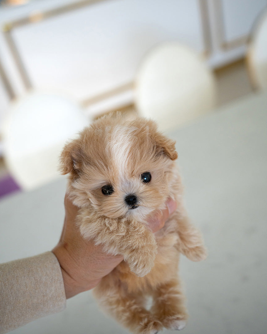 MACARON - MALE (PURCHASED by AHMED) - ROLLYPUPS OFFICIAL