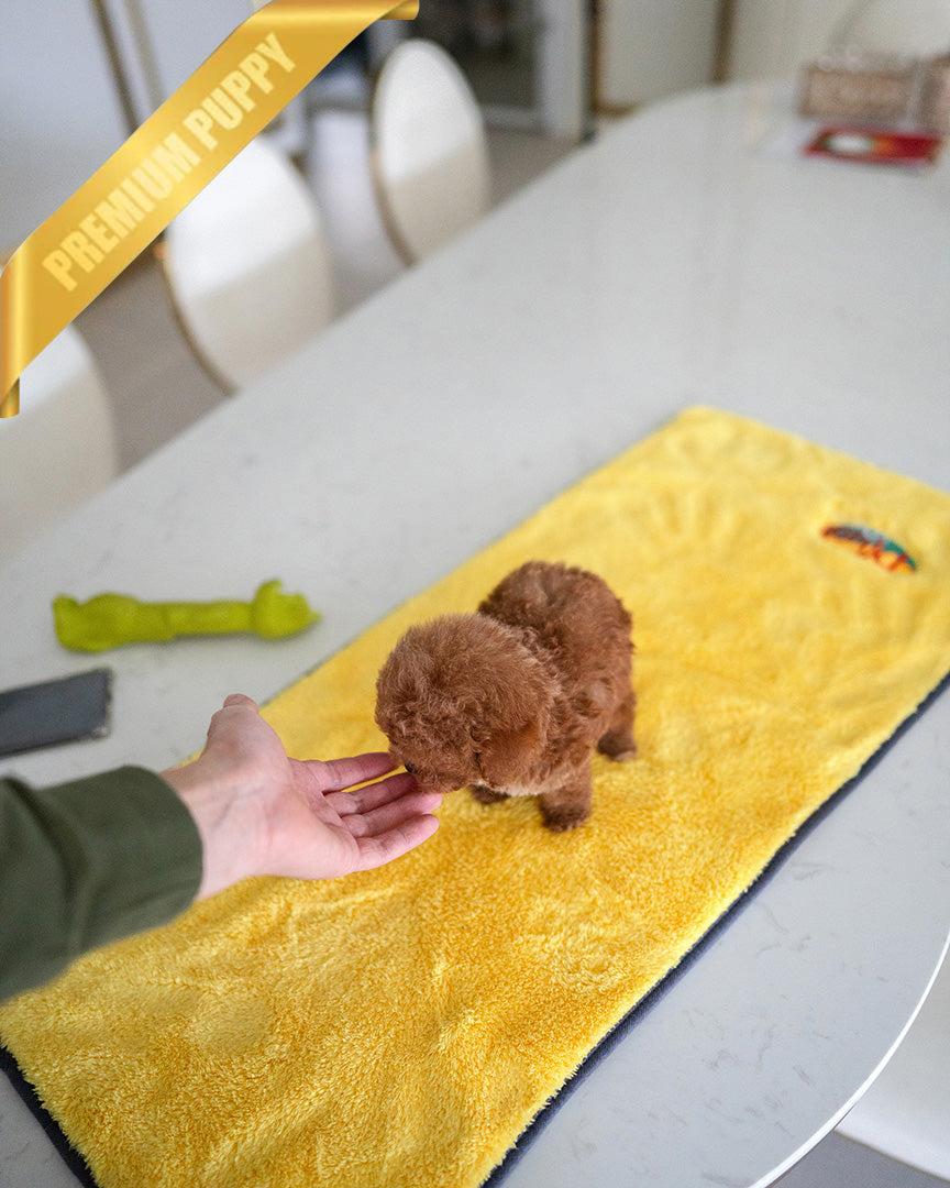 BOOMER - MALE (PURCHASED by ROLLY TH)