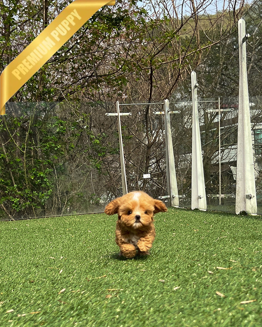 JESSICA - FEMALE (RESERVED by ROSANNE) - ROLLY TEACUP PUPPIES - TEACUP PUPPY FOR SALE