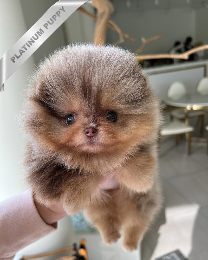 GISELE - FEMALE (RESERVED by DANIELA)
