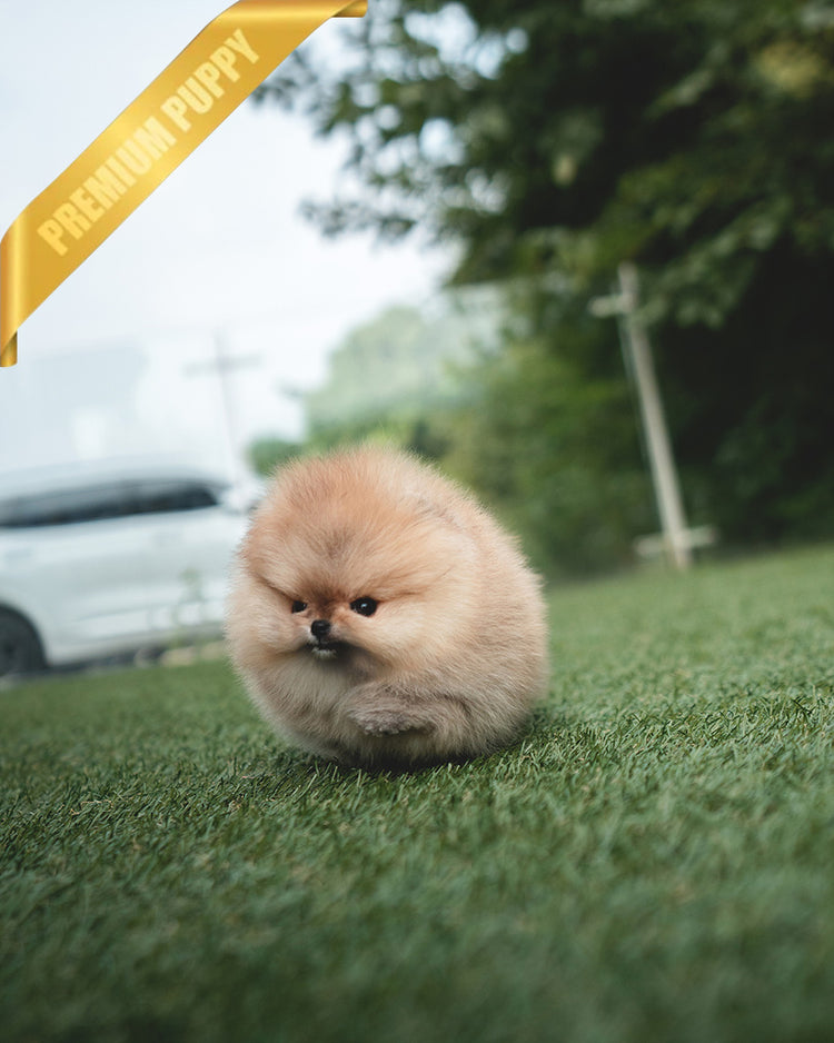 BUTTERS - FEMALE (PURCHASED by PETRINA) - ROLLY TEACUP PUPPIES - TEACUP PUPPY FOR SALE