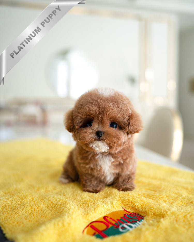 AGATHA - FEMALE - ROLLY TEACUP PUPPIES - TEACUP PUPPY FOR SALE