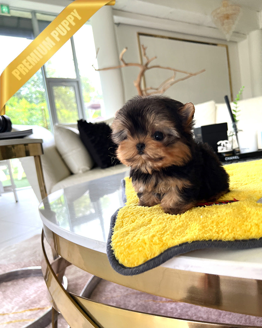 ZOEY - FEMALE (PURCHASED by ALMA) - ROLLY TEACUP PUPPIES - TEACUP PUPPY FOR SALE