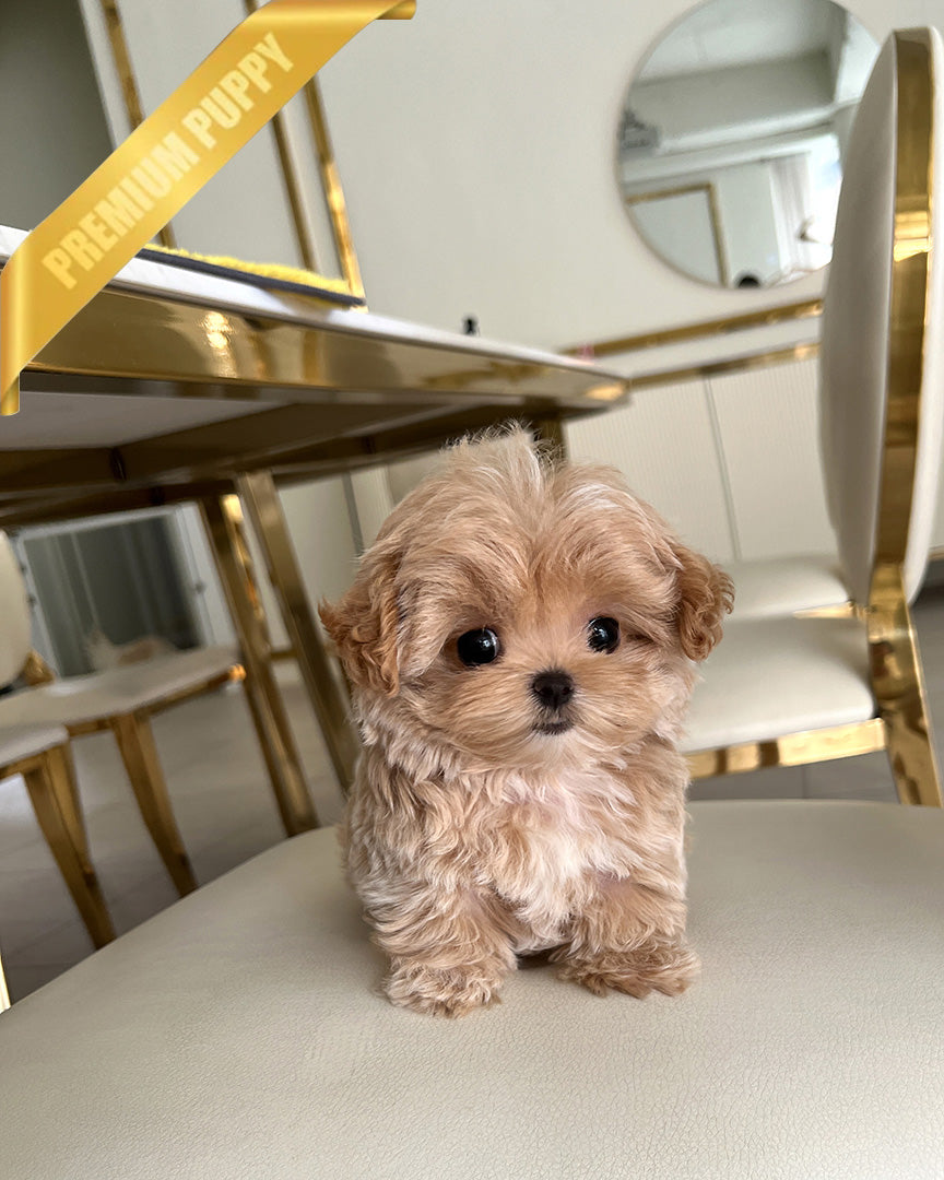 CHLOE - FEMALE (PURCHASED by JANE)